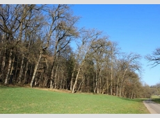 Waldfläche