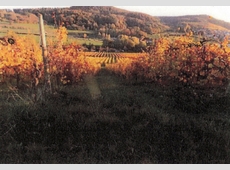 Landwirtschaftsfläche (Weinberg)