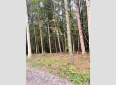 Waldflächen