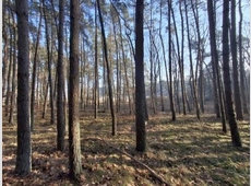 7 K 149-25: Waldflächen in Groß Pinnow, Hohenselchow