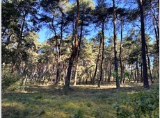 7 K 31-25: Waldflächen/Landwirtschaftsfläche in Gumtow OT Döllen